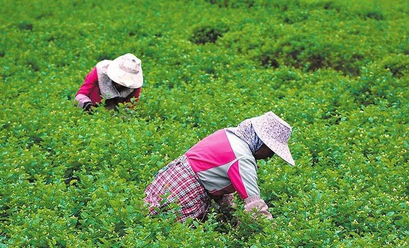 瀾滄古茶茶媽媽茉莉花普洱為什么這么香?