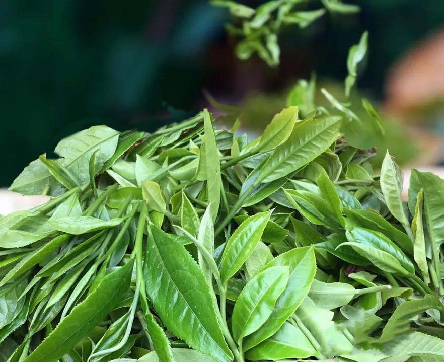 小暑茶