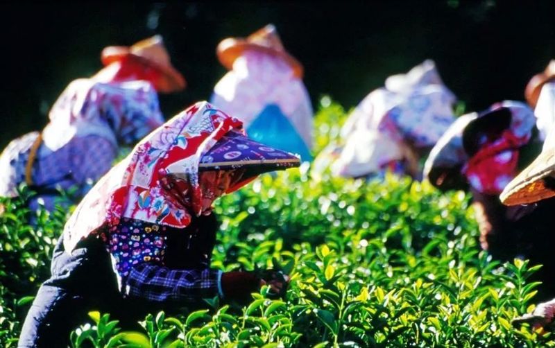 臺灣高山茶“熱”力來襲——臺灣高山茶助陣2019上海秋季茶博會