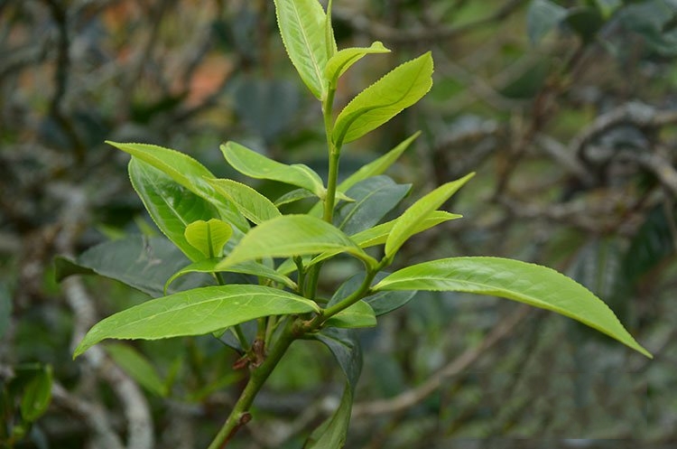 寒露茶的介紹