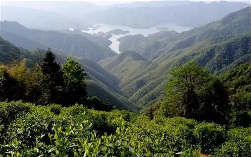 浙江：平陽黃湯茶香系深情