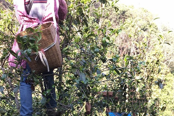 茶香最風(fēng)華春茶為何受追捧