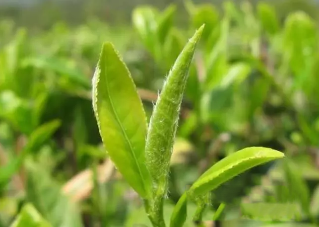 每杯茶湯里都藏著一個張無忌