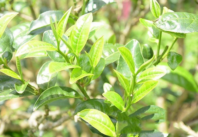 明前茶和谷雨茶您愛(ài)喝哪款