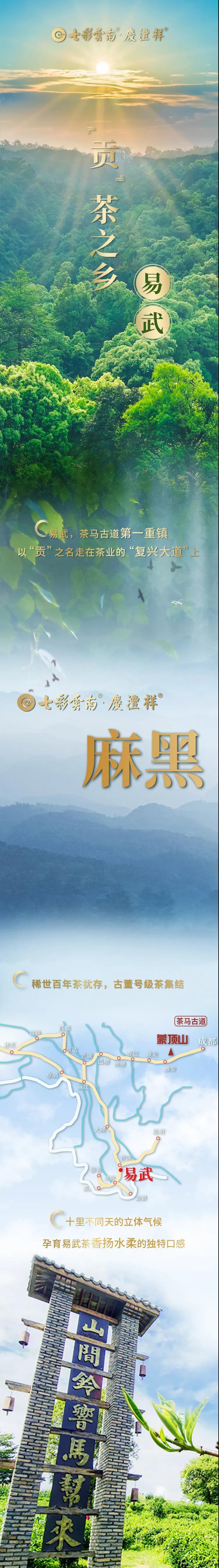 貢茶血統(tǒng) 易武古茶標(biāo)桿——麻黑