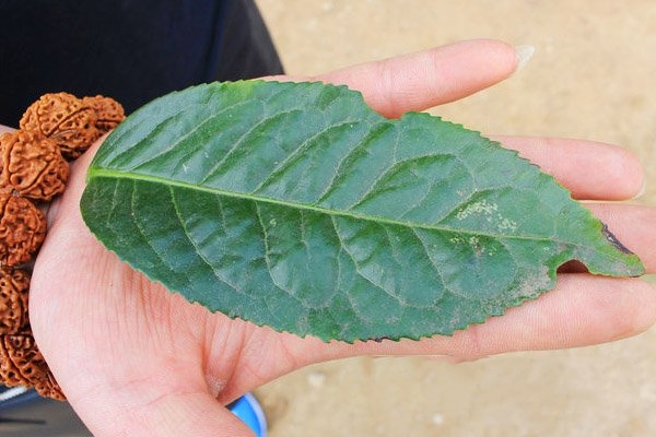 我看普洱茶