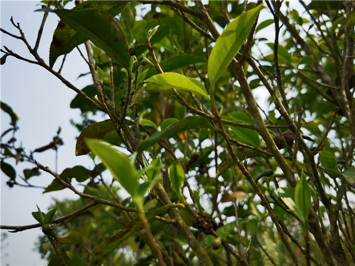 古樹茶與臺(tái)地茶有什么區(qū)別？