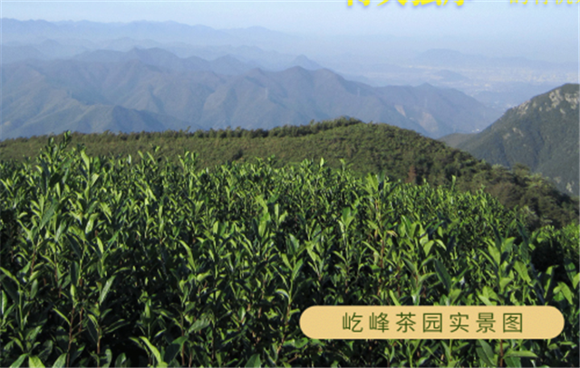 屹峰茶葉：依托安吉白茶產(chǎn)地優(yōu)勢 高山上種植有機美味