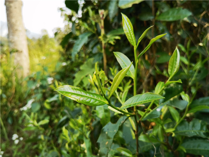 普洱茶名山名寨的春尾茶，值不值得買？