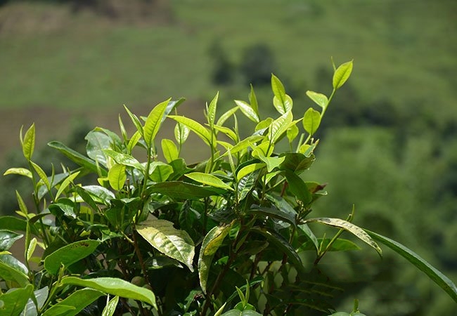 想要喝到真正的昔歸古樹茶并不容易