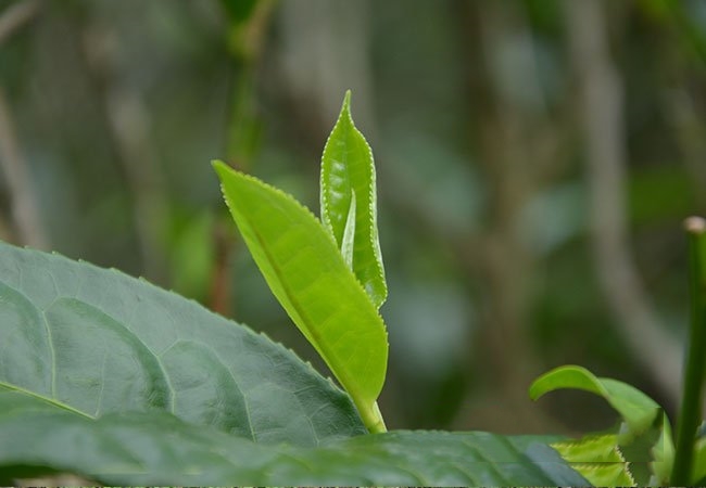 茶的精神：謙遜大度