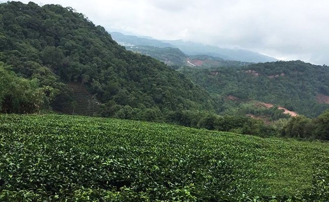 有機(jī)茶的特征