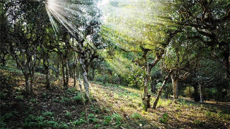 春茶季！六大茶山賀開萬畝茶園出新綠，首批春茶本周開采！