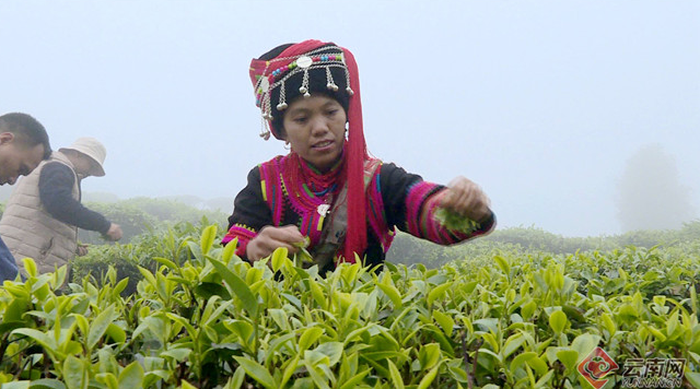 云南綠春?？祖?zhèn)：春茶收貨季 茶農(nóng)采茶忙