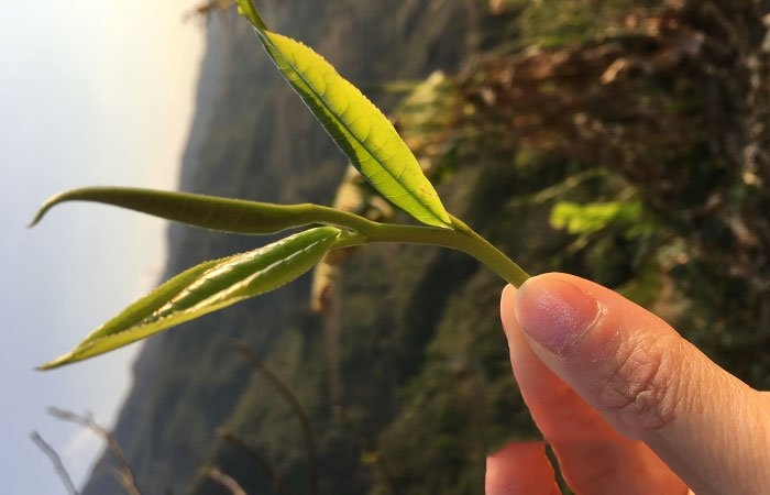 普洱古樹純料茶的形式：單株