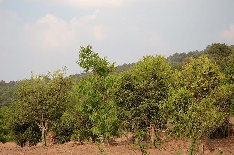 普洱古樹純料茶的形式：同茶園分批次及不分茶樹年紀(jì)