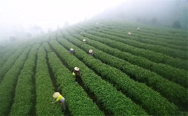 “茶情地圖”填春色 便民辦稅韻茶香