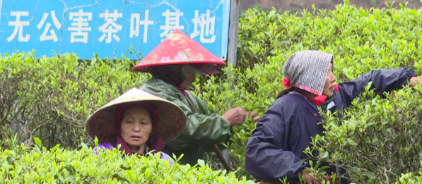 永隆鄉(xiāng)佛云山茶場 白茶春茶吐綠茶農(nóng)忙