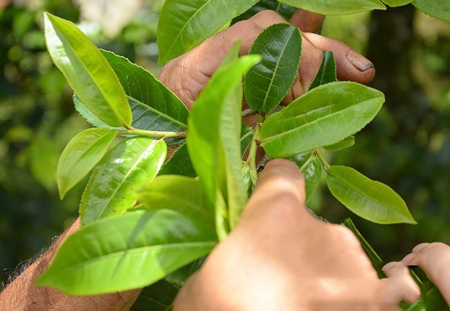 用茶葉做的一手好菜