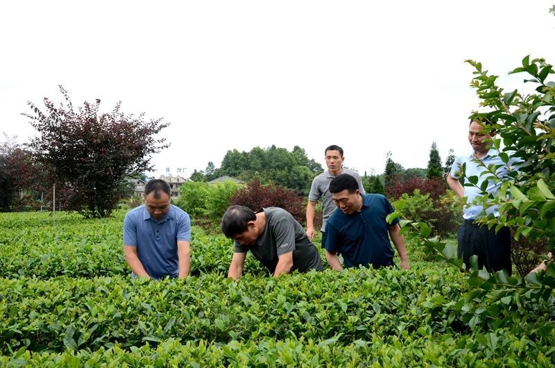 海峽兩岸農(nóng)業(yè)發(fā)展研究院蒞鳳考察茶葉產(chǎn)業(yè)