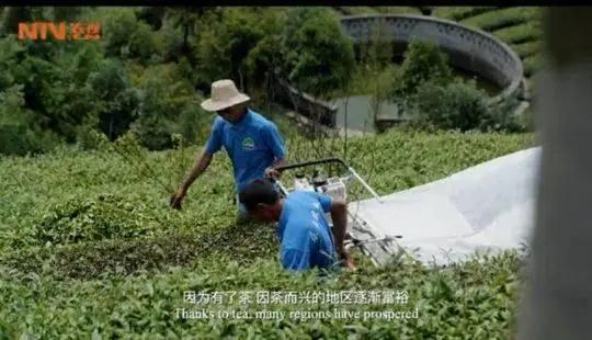 張國立“國際茶日”宣傳片首曝光，曾在四川雅安等地拍攝