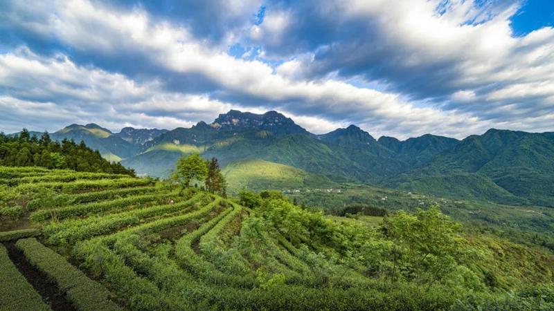 茶旅融合，峨眉高橋寨子村面貌一新