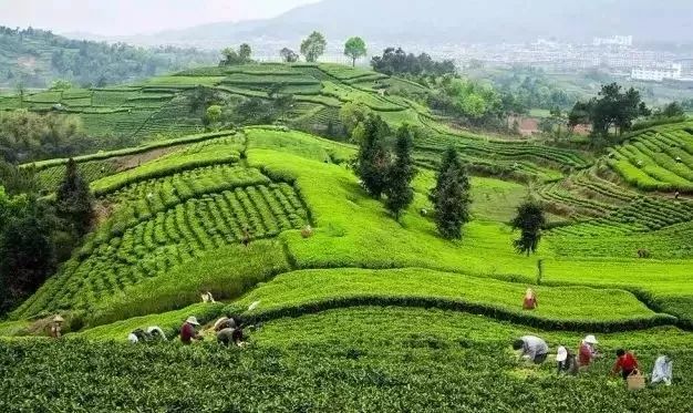 茶行業(yè)信息傳播加速，行業(yè)日益規(guī)范，做茶還有暴利嗎？