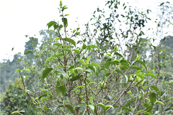 巴達茶山為什么能引得茶葉界人士的關(guān)注，茶葉特點又是什么？