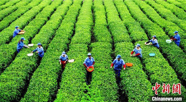 茶樹(shù)變身“脫貧樹(shù)” 秀山成重慶茶園面積最大基地縣