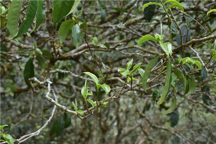 十大名山普洱古樹茶，你都喝過嗎