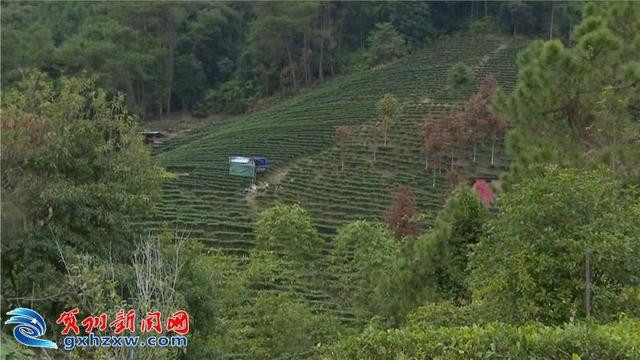 廣西賀州：推進(jìn)茶業(yè)職業(yè)教育發(fā)展 助力昭平茶產(chǎn)業(yè)邁上新臺(tái)階