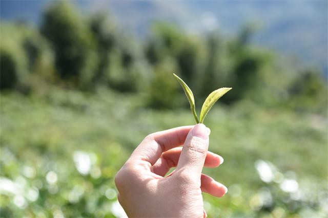 湖南新邵：小河村扶貧茶獲李自健“禮”遇 望將“綠葉”變“金葉”