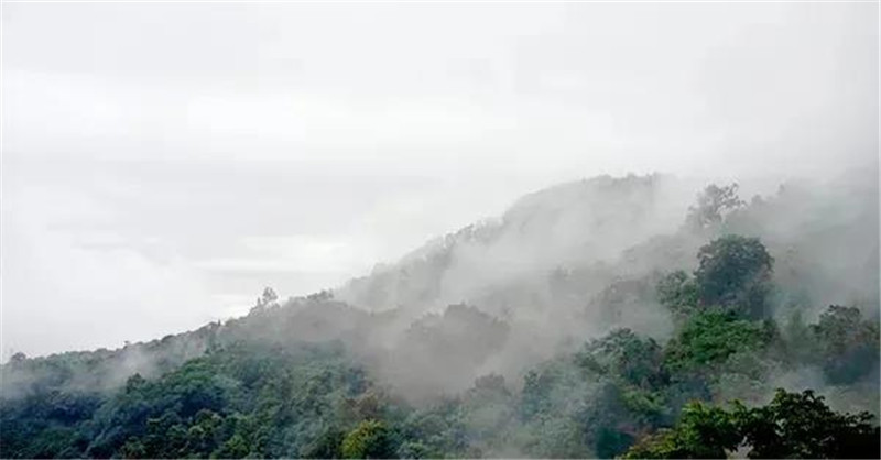 一任天真：春茶開采，一杯干凈純粹的古樹茶，源自西雙版納對自然的悉心保護(hù)