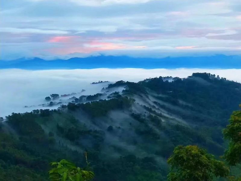 景邁山柏聯(lián)普洱茶莊園，遇見 即是一生