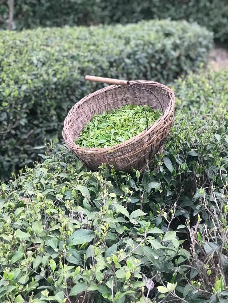 2019年陜西省茶產(chǎn)業(yè)及茶行業(yè) “十佳”推選活動實(shí)地調(diào)研：漢中市鎮(zhèn)巴縣