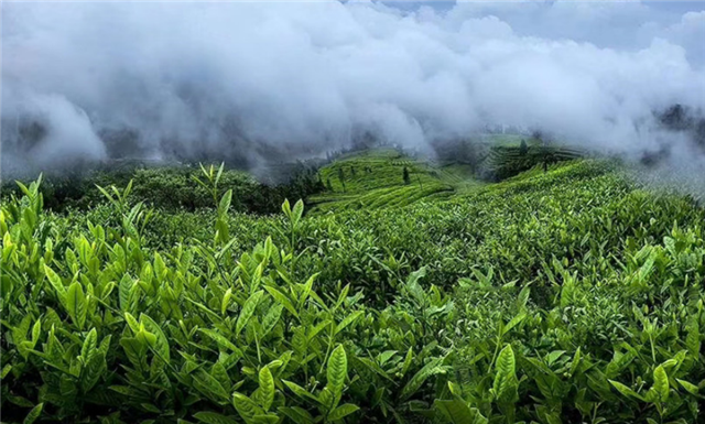 臨滄永德：忙肺萬畝茶園開采