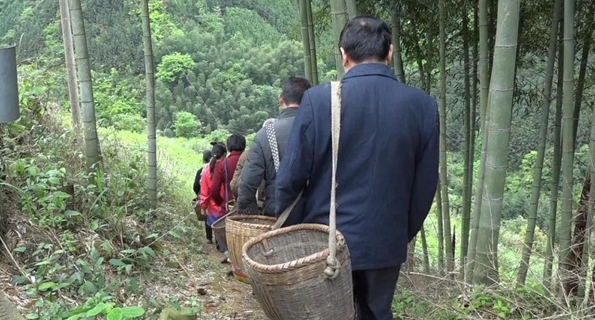 雙牌瑤族鄉(xiāng) 藤茶產業(yè)產出效益