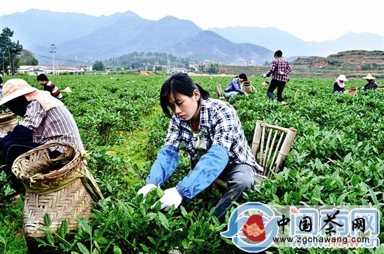 鐵觀音早秋茶上市 濃香型鐵觀音產量將提高