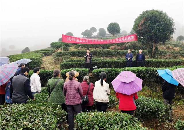 湄潭魚泉街道：綠色生態(tài)管護(hù)，打造優(yōu)質(zhì)茶園！