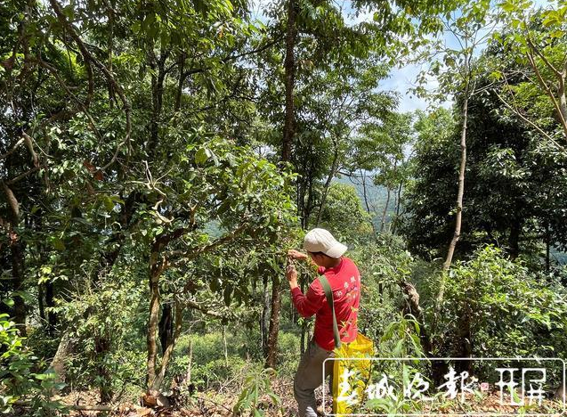 南糯山古樹春茶產(chǎn)量高于去年，“一品一碼”可精準(zhǔn)溯源