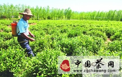 巢湖市壩鎮(zhèn)做大做強特色茶葉產業(yè)