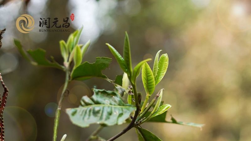 開湯茶文 | 一款色香味俱佳的熟茶