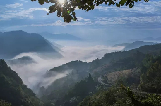 高山野生茶多少錢一斤，高山野茶的特點