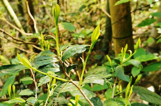 野茶屬于什么茶價格，荒山野茶多少錢？