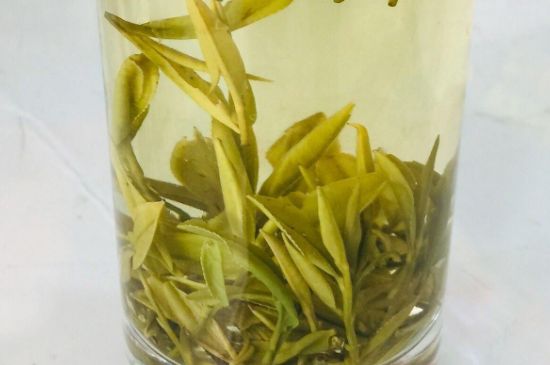 中國四大黃茶，黃茶的代表名茶是？