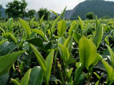 茶葉具有什么功效，茶葉的功效與作用大全