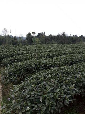 蒙頂甘露茶葉蒙頂山產(chǎn)地介紹