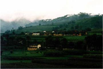 云南勐庫茶區(qū)及栽培古樹茶特色