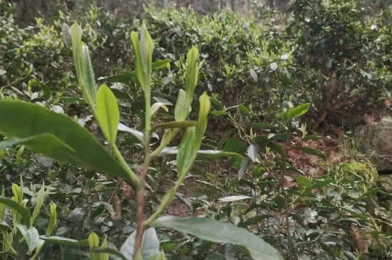 霄坑野生茶是富硒茶嗎，霄坑茶的好處