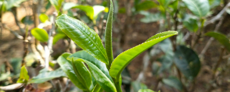 革登古樹茶的特點